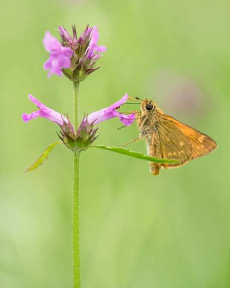 Groot dikkopje - foto: Sandy Spaenhoven