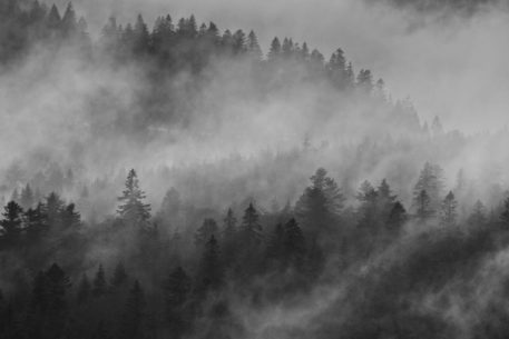 Mistige Ardennen - foto: Sam Mannaerts