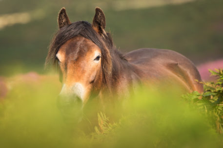 Exmoorpony - foto: Sandy Spaenhoven