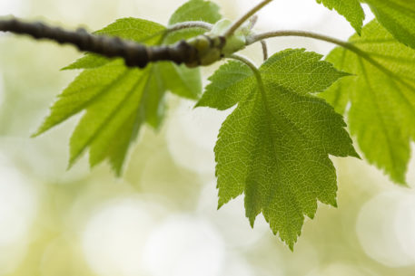 Vers blad - foto: Sandy Spaenhoven