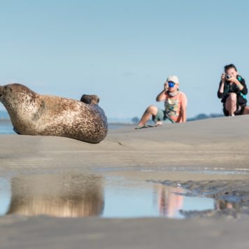 Gewone zeehond - foto: Sandy Spaenhoven