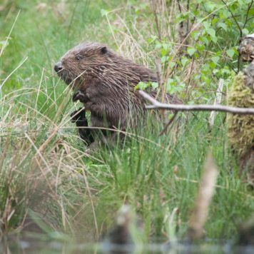 Bever - foto: Wim Dirckx