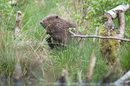 Bever - foto: Wim Dirckx