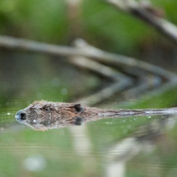 Bever - foto: Wim Dirckx