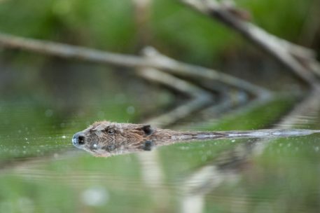 Bever - foto: Wim Dirckx