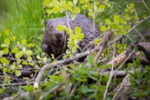 Bever - foto: Wim Dirckx