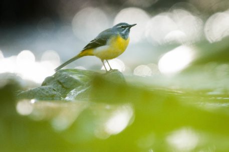 Grote gele kwikstaart - foto: Wim Dirckx