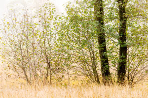 Intiem landschap - foto: Hans Debruyne