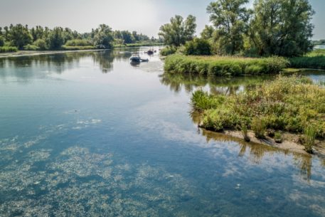 De Biesbosch - foto: Niels van Tongerloo