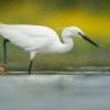 Kleine zilverreiger - foto: Wim Dirckx