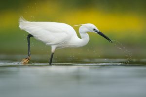 Kleine zilverreiger - foto: Wim Dirckx