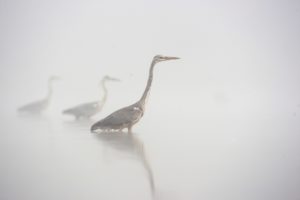 Blauwe reigers - foto: David Pattyn