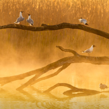 Kokmeeuwen - foto: Sandy Spaenhoven