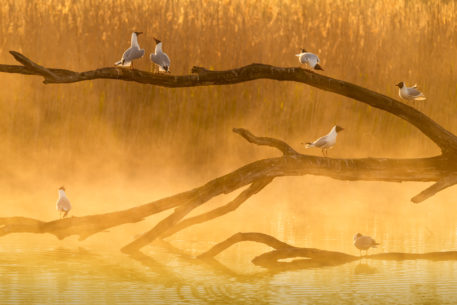 Kokmeeuwen - foto: Sandy Spaenhoven