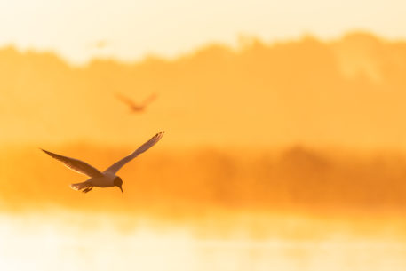 Kokmeeuwen in vlucht - foto: Sandy Spaenhoven
