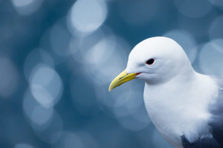 Drieteenmeeuw - foto: Sandy Spaenhoven