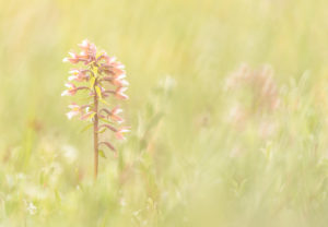 Moeraswespenorchissen - foto: Sandy Spaenhoven