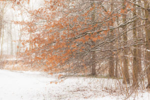 Damvallei – foto: Sandy Spaenhoven