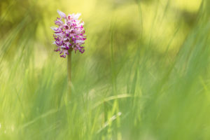 Aapjesorchis - foto: Sandy Spaenhoven