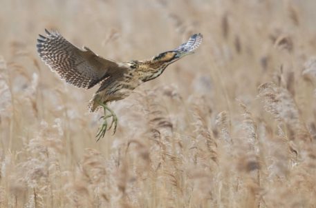 Roerdomp - foto: Martin Steenhaut