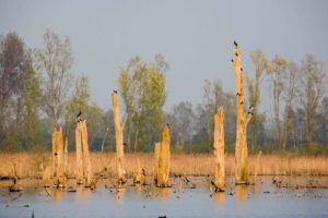 Moerassen van Harchies - foto: Misjel Decleer