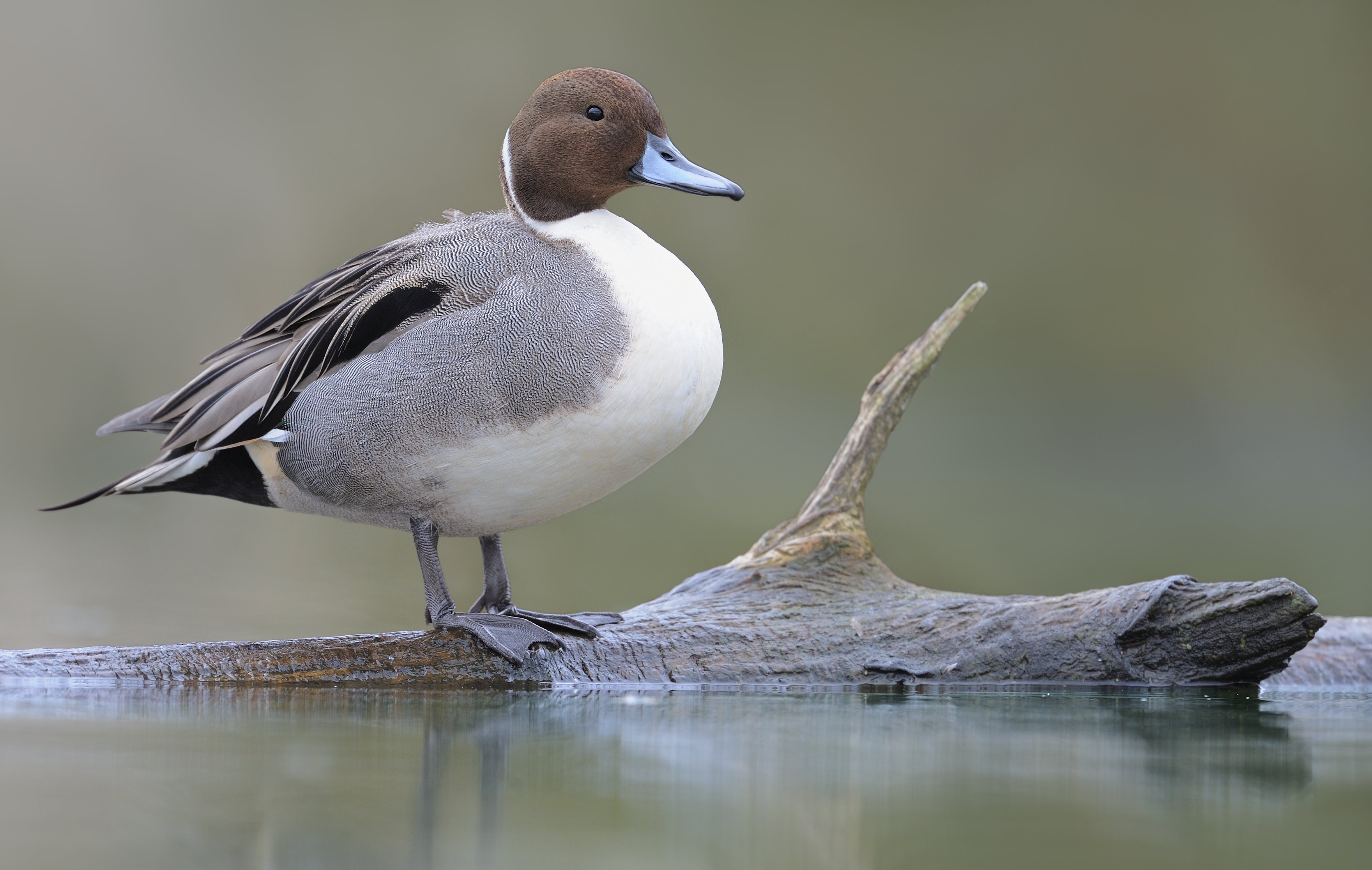 Mannetje pijlstaart - foto: Hugo Willocx
