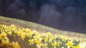 Wilde narcissen - foto: Hans Debruyne