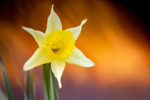 Wilde narcis - foto: Hans Debruyne