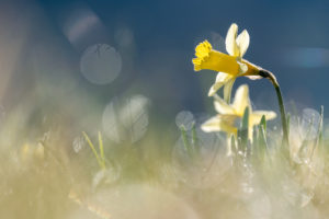 Wilde narcissen - foto: Hans Debruyne