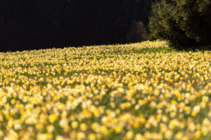 Narcissenweide - foto: Hans Debruyne