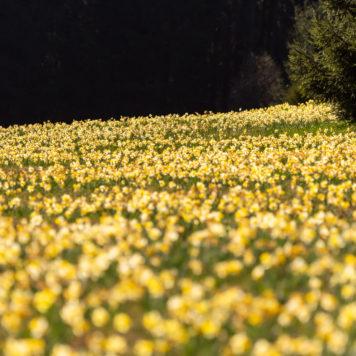 Narcissenweide - foto: Hans Debruyne