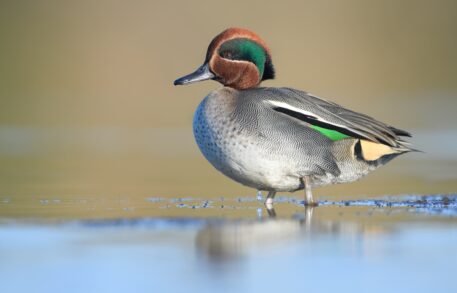 Mannetje wintertaling - foto: Hugo Willocx