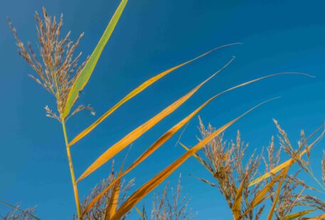 Riet - foto: Nico van Kappel