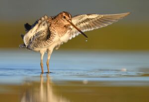 Watersnip - foto: Hugo Willocx