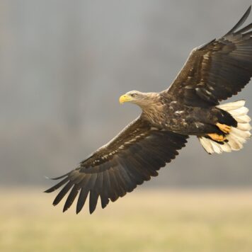 Zeearend - foto: Hugo Willocx