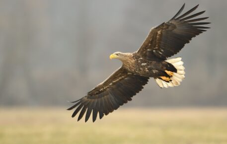 Zeearend - foto: Hugo Willocx