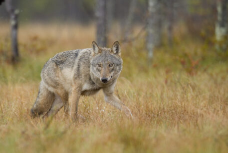 Europese wolf - foto: Misjel Decleer