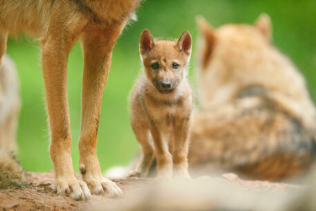 Wolvenwelp - foto: Alamy