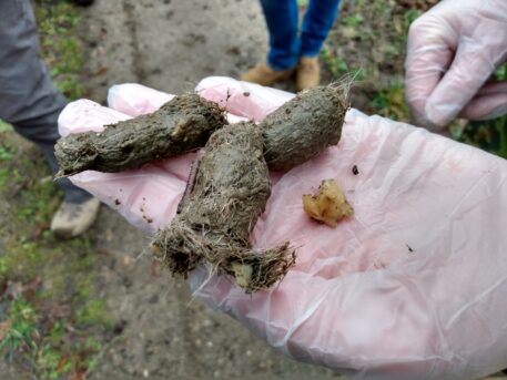 Haren en botresten in een wolvendrol - foto: Jan Loos