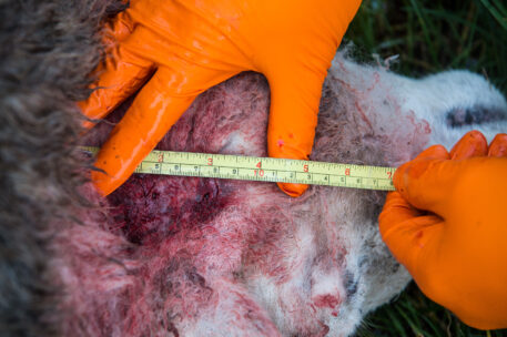 Crime scene investigation. INBO onderzoekt de halsbeet op een dood schaap - foto: Billy Herman
