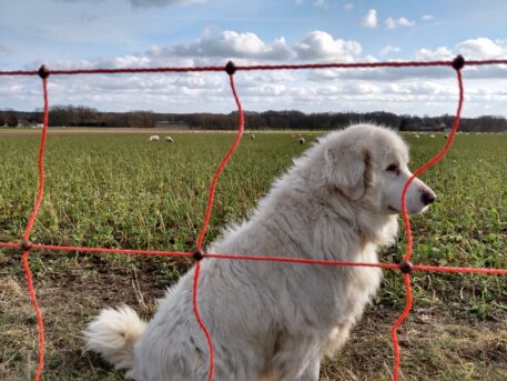 Kuddewaakhond en stroomvoerend 'wolvennnet' - foto: Jan Loos