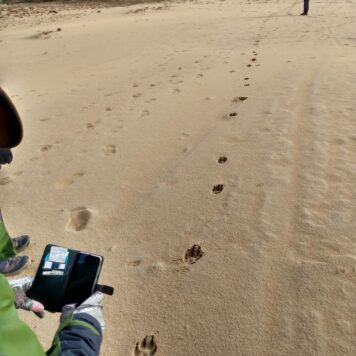 Galopspoor van wolf - foto: Jan Loos