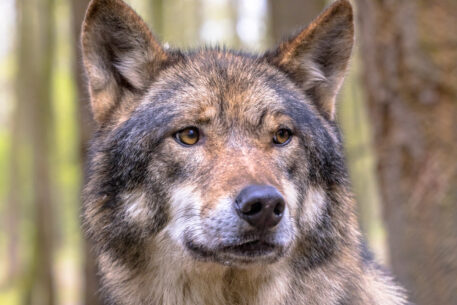 Wolf- foto: Rudmer Zwerver