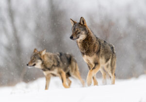 Twee wolven - foto: Martin Steenhaut