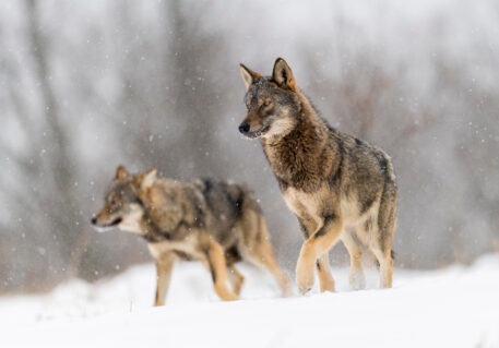 Twee wolven - foto: Martin Steenhaut