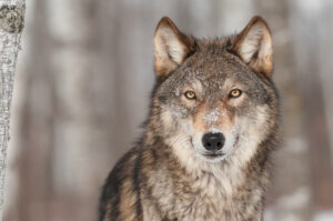 Winterse wolf - foto: Holly Kuchera