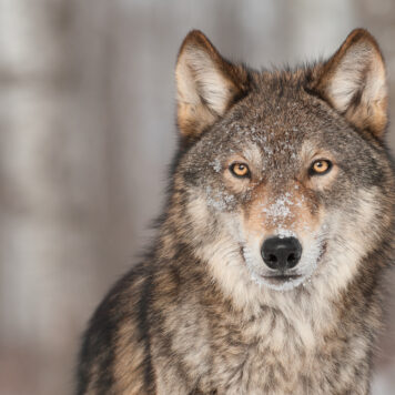 Winterse wolf - foto: Holly Kuchera