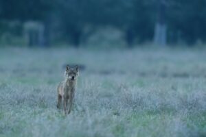 Coverbeeld met wolf Billy - Pieter-Jan D'Hondt