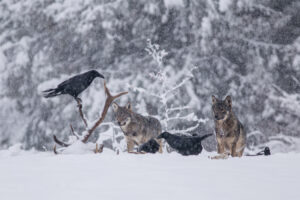 Wolven en raven bij een dood edelhert - foto: Pawel Brud