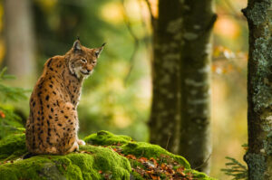 Europese lynx - foto: Loulou Beavers